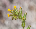 flowers with hairs