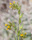 flower heads