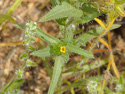 leaves and flower