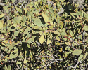 Arbutus arizonica branches