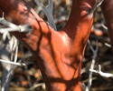 Arctostaphylos pungens bark