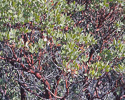 Arctostaphylos pungens branches