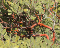 Arctostaphylos pungens stems