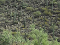 hillside habitat