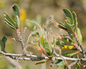 Cercocarpus montanus fruit