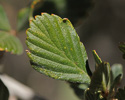 Cercocarpus montanus leaf veins