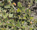 Cercocarpus montanus leaves