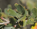 Cercocarpus montanus leaves