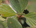 Cercocarpus montanus leaves