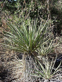 Yucca schottii