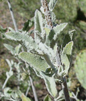 leaves with fine hairs