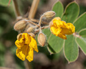 old flowers and buds