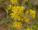 Hymenothrix wislizeni flowers