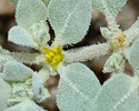 flower and hairs