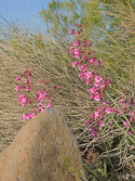 Penstemon parryi