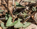 basal leaves