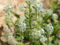 Cryptantha sp.