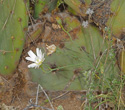 Calycoseris wrightii