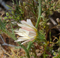 Calycoseris wrightii