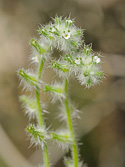 fiddleneck