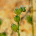 seed capsules