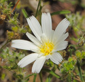 Calycoseris wrightii