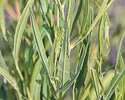 Dodonea viscosa leaves