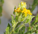 leaves and flowers