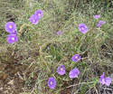 Ipomoea ternifolia