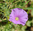 Ipomoea ternifolia flower and leaves