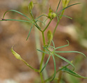 Ipomoea ternifolia leaves