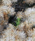 seed heads (empty)