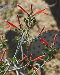 stem with flowers