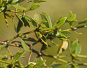 leaves