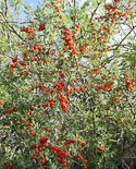 branches with fruit