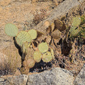 Opuntia chlorotica full plant