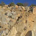 Opuntia  chlorotica on cliff