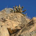 Opuntia  chlorotica