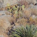 Opuntia chlorotica