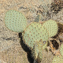 Opuntia chlorotica