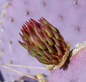 vegetative bud