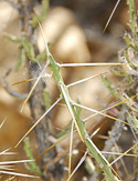 stem and spines