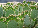 flower buds (May)