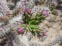 flower buds