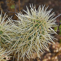 stem and spines