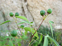 fruit