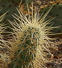 stem with spines