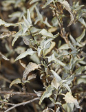 leaves