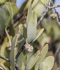 female flower