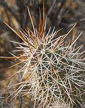 stem with spines